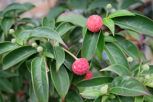 松江市のお庭リフォーム（植栽）