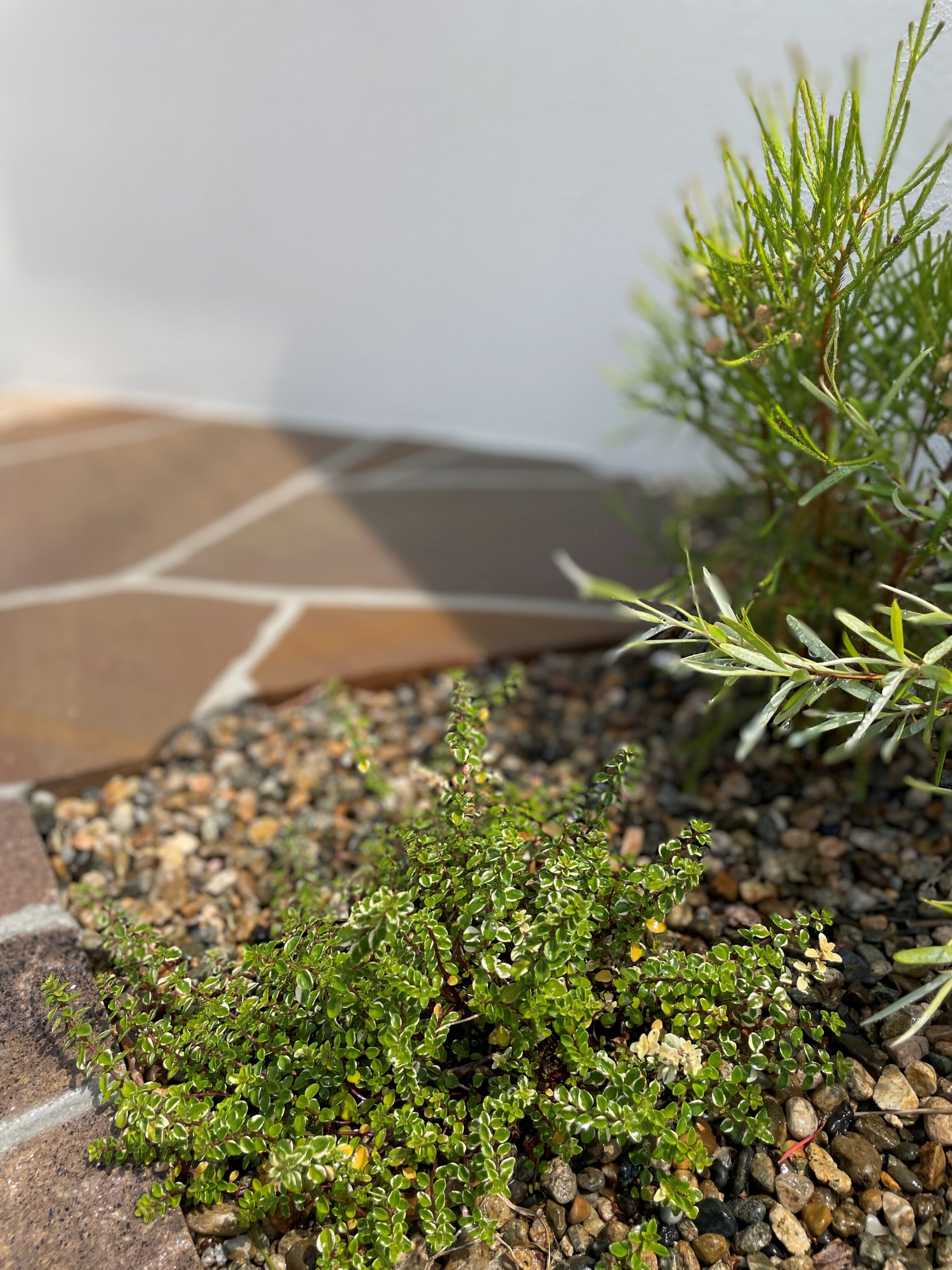 米子市 外構リフォーム 門壁横に植えられた植栽の写真