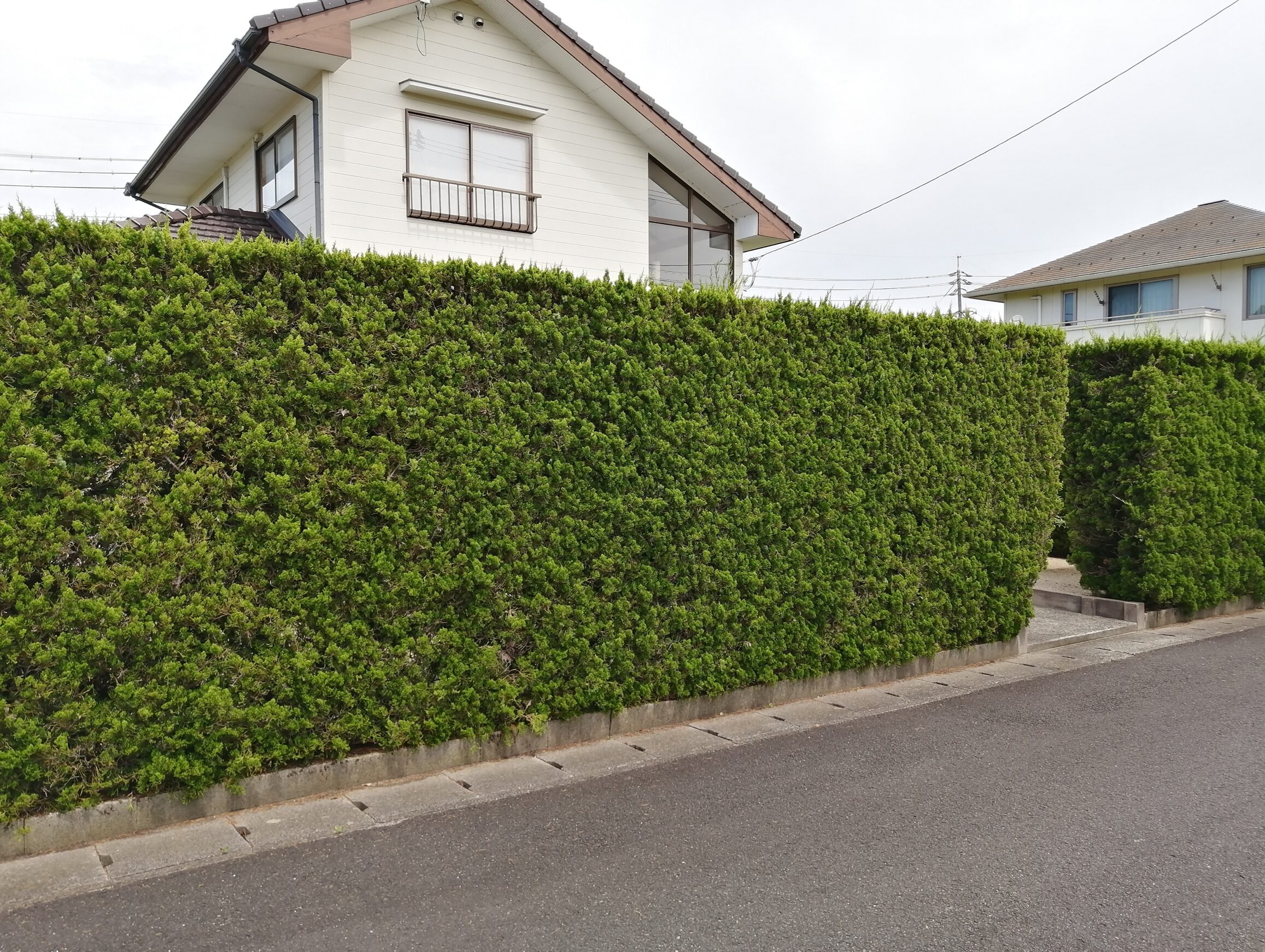 米子市 門まわり改修工事 施工前の生垣と門周りの様子